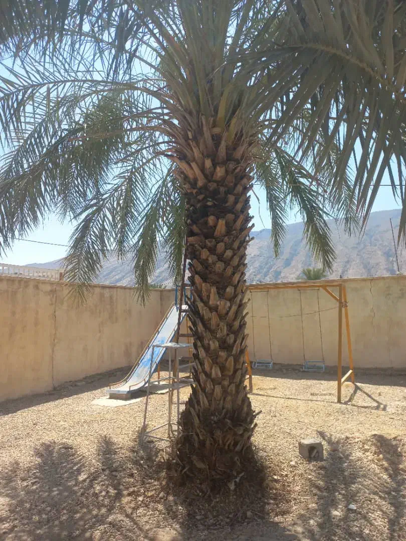 برش نخل ودرختان|خدمات باغبانی و درختکاری|بوشهر, |دیوار