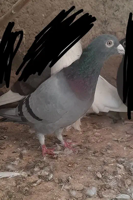 کفتر پلاکی|پرنده|قنوات, |دیوار