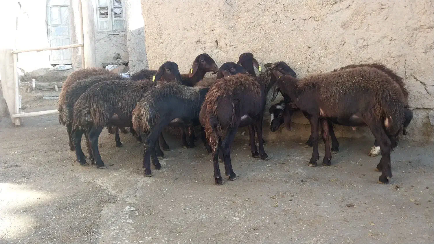 بره هترو|حیوانات مزرعه|صائین قلعه, |دیوار