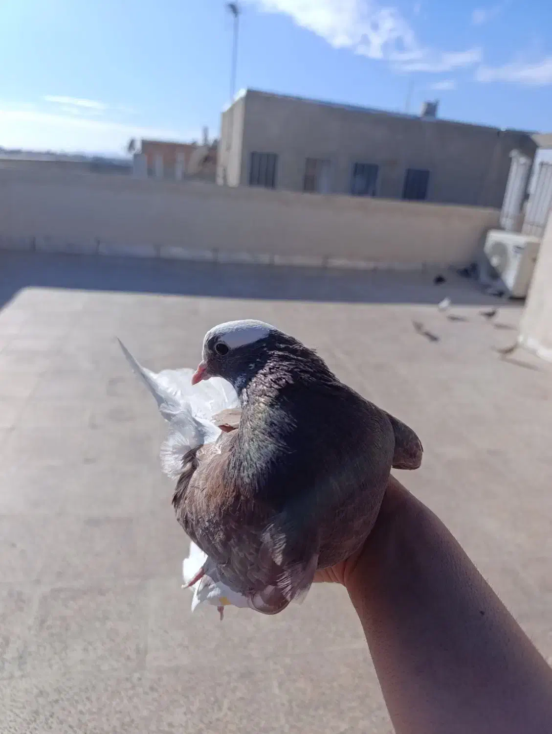 قریب گیری پرشی|حیوانات|نسیم‌شهر, |دیوار