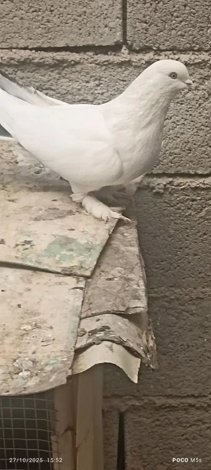 ماده سیاه نردم سبز|پرنده|جونقان, |دیوار