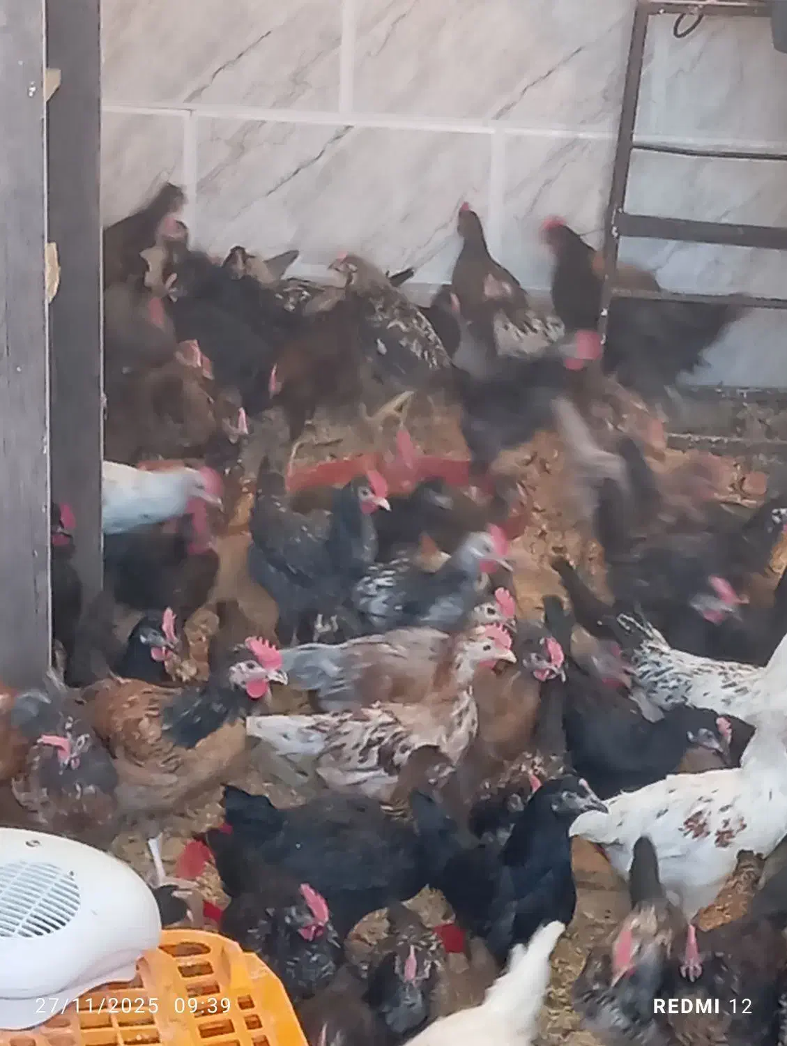 بزرگ ترین حراج جوجه مرغ خروس در شیراز  ارسال رایگا|حیوانات مزرعه|شیراز, قلعه نو|دیوار