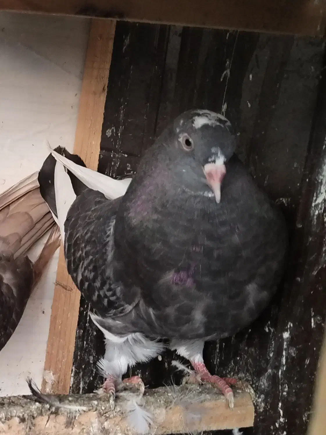 باخت رفته جوجه بوده|پرنده|سنگر, |دیوار