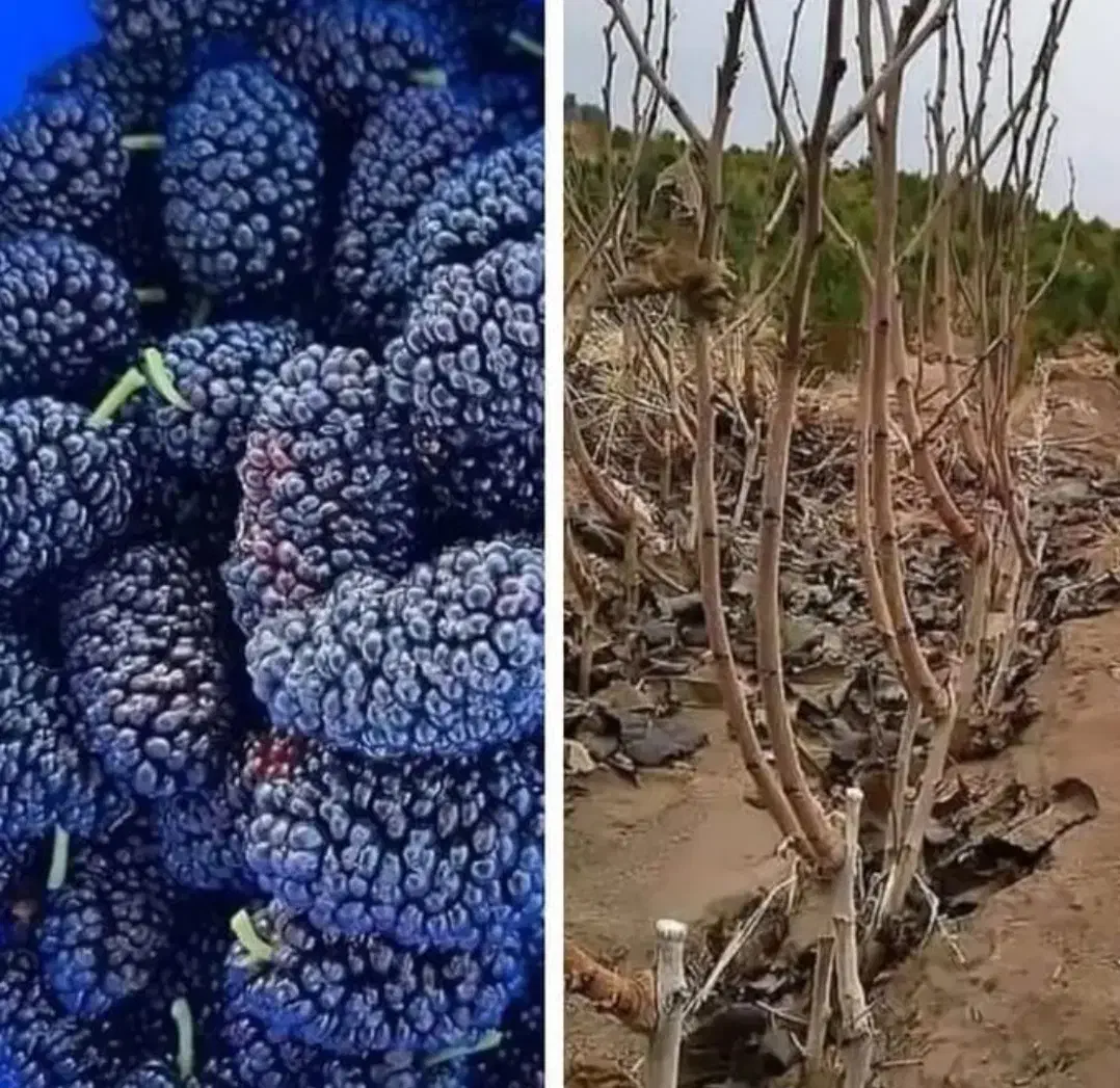 نهال توت|خدمات باغبانی و درختکاری|میاندوآب, |دیوار