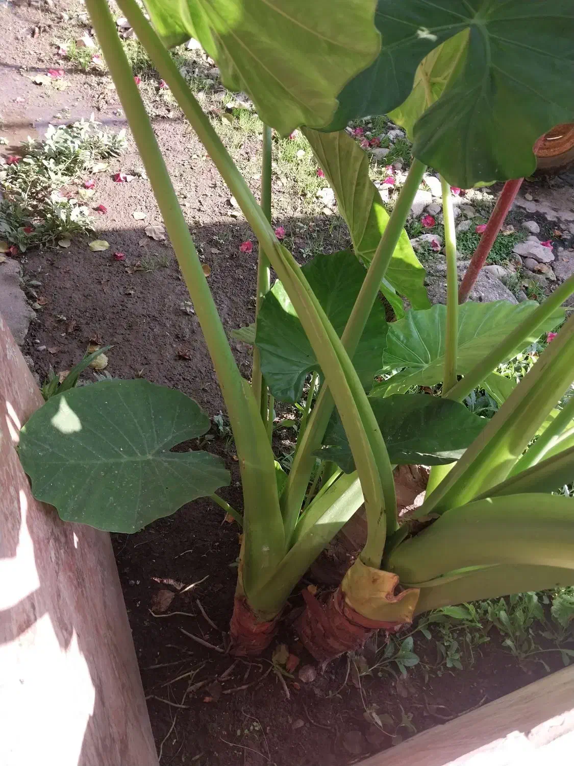 گل بابا آدم|گل و گیاه طبیعی|آستانه اشرفیه, |دیوار