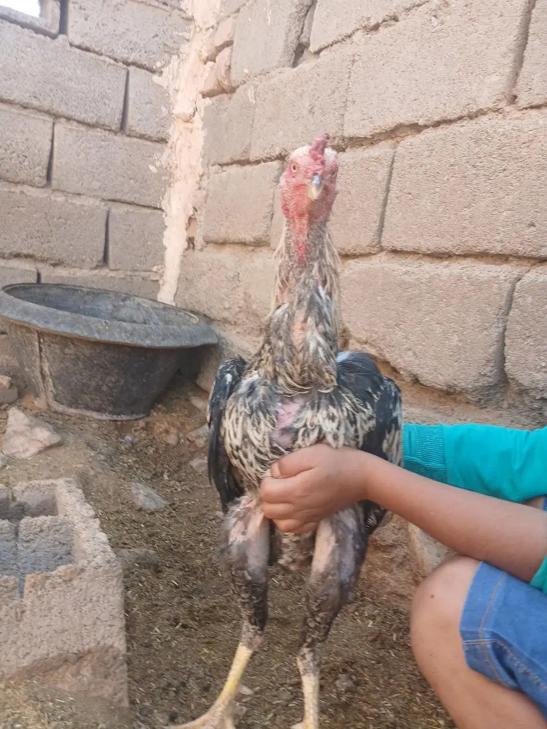 خروس لاری|حیوانات مزرعه|نیشابور, خط کاشمر|دیوار