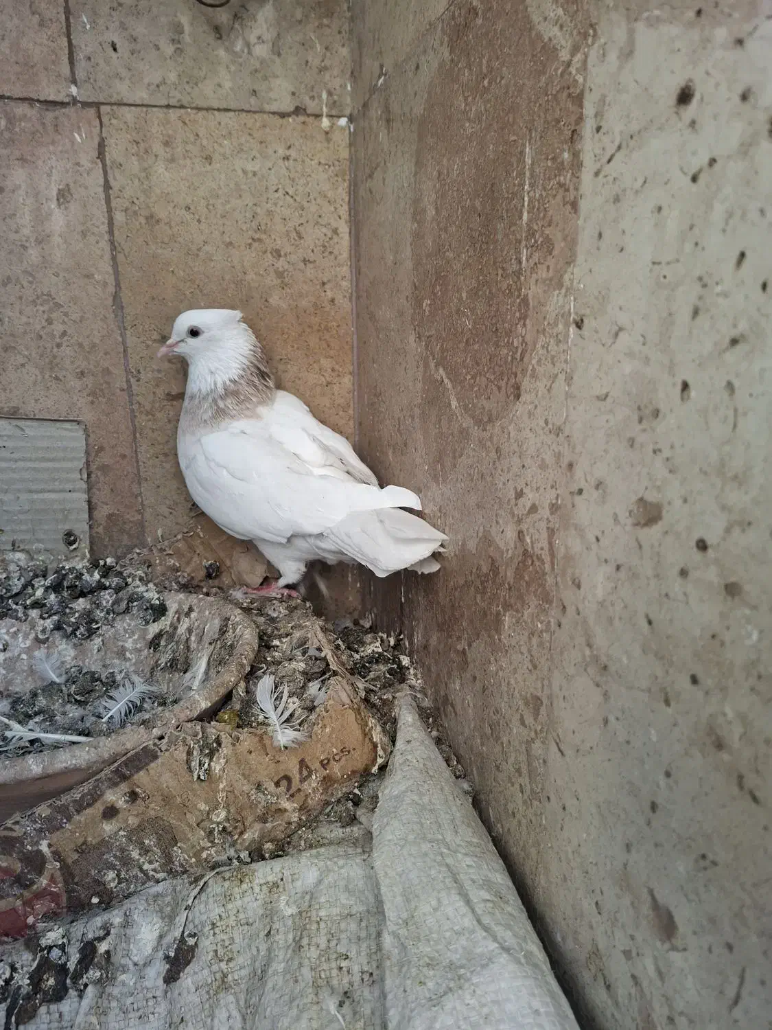 طوقی ماده|پرنده|قم, انسجام|دیوار