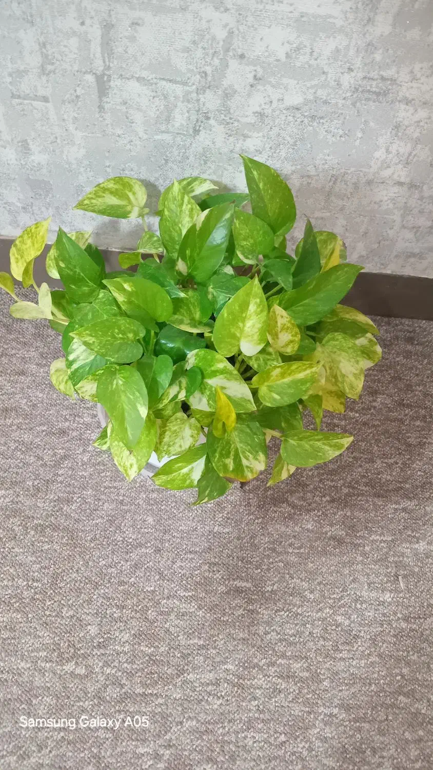 گل پرورش خونگی|گل و گیاه طبیعی|مسجد سلیمان, |دیوار