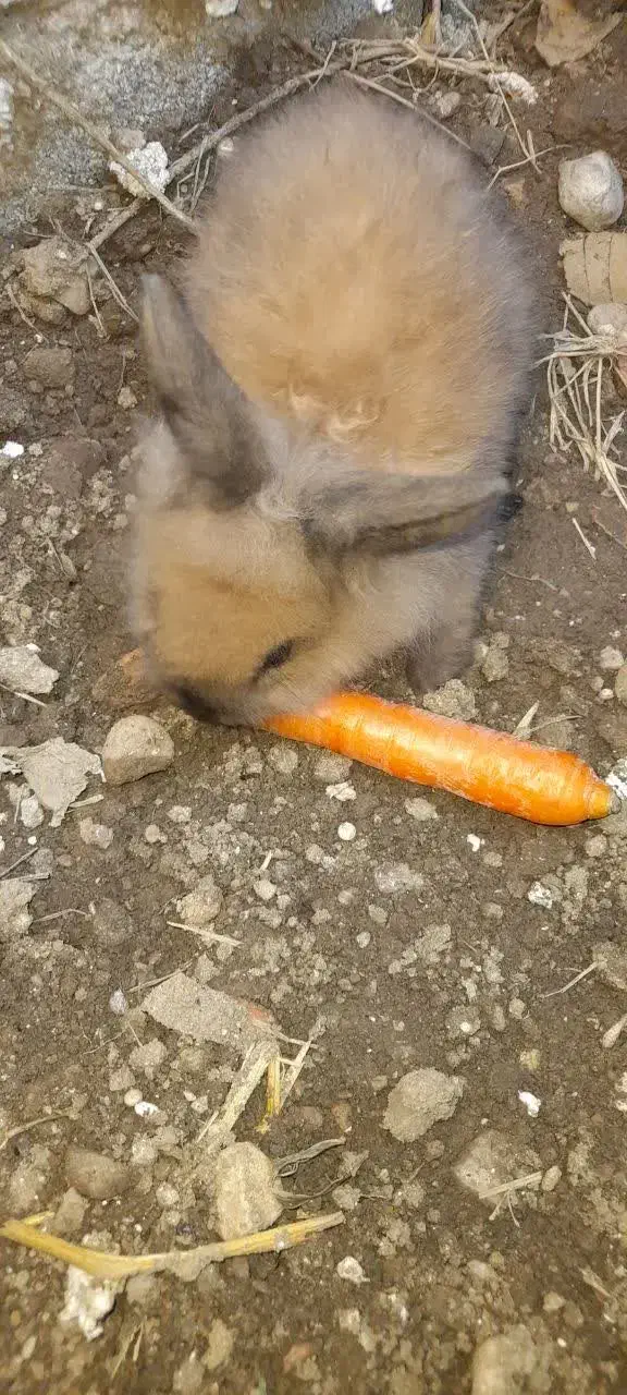 خرگوش|موش و خرگوش|گالیکش, |دیوار