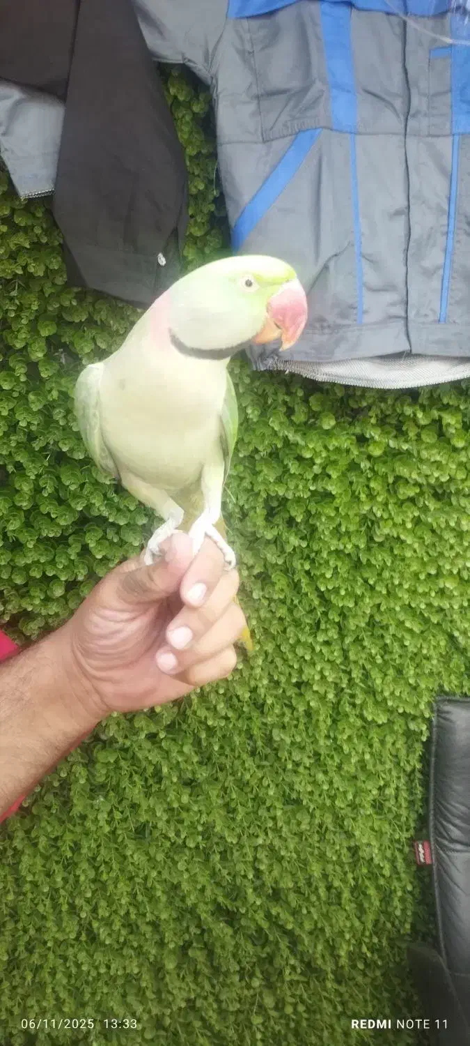 شاه طوطی نر|پرنده|ری, اقدسیه|دیوار