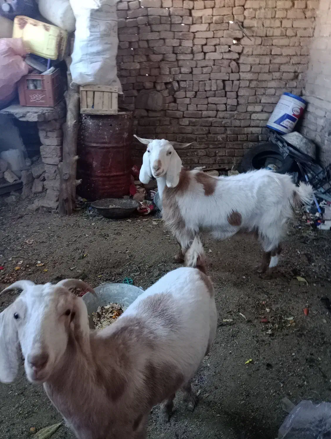 گوسفند|حیوانات مزرعه|بیرجند, |دیوار