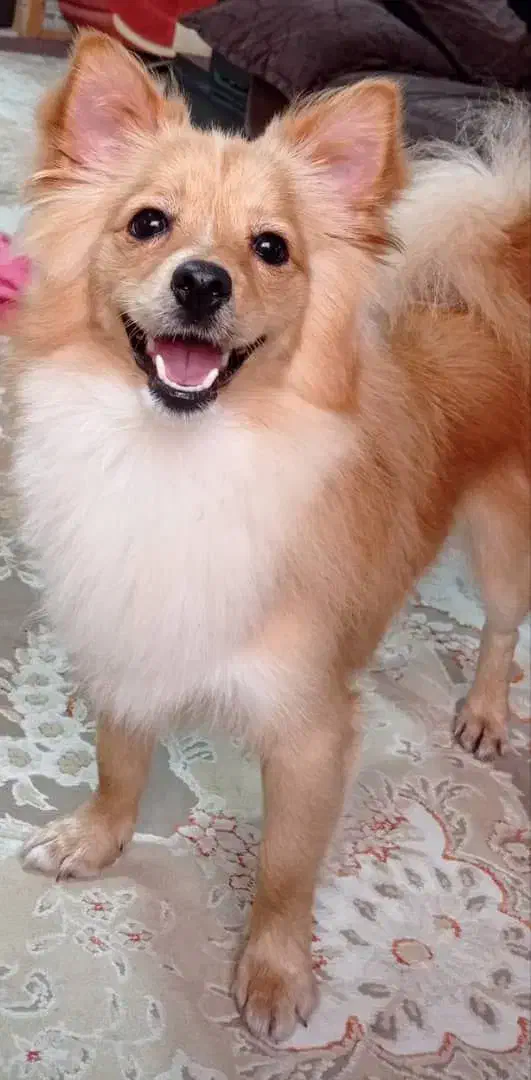 سگ و لوازم سگ|سگ|رویان, |دیوار