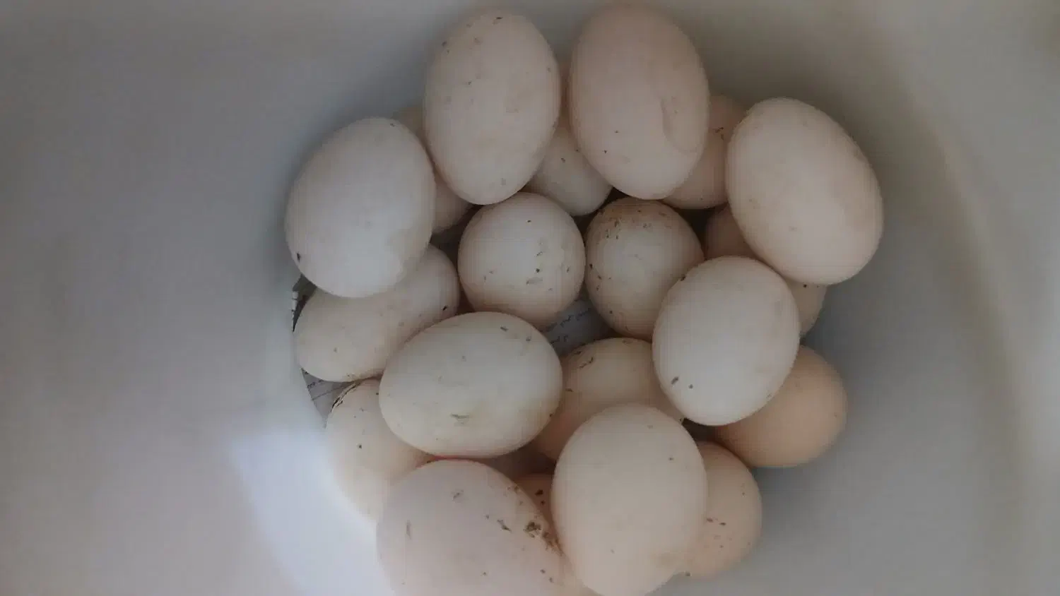 تخم مرغ|حیوانات مزرعه|اهواز, حصیرآباد|دیوار