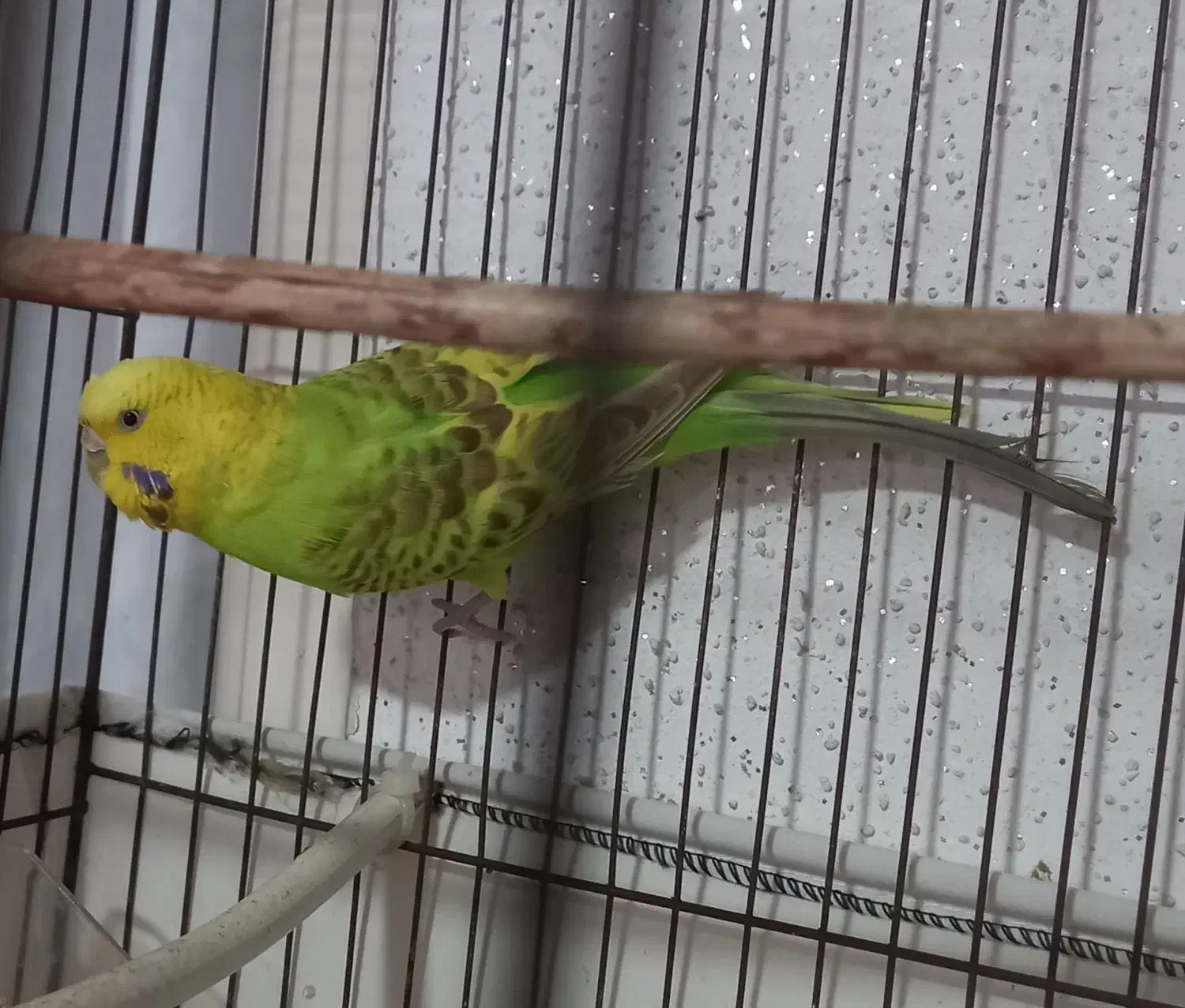 مرغ عشق ماده زیبا و سرحال|پرنده|بابل, |دیوار