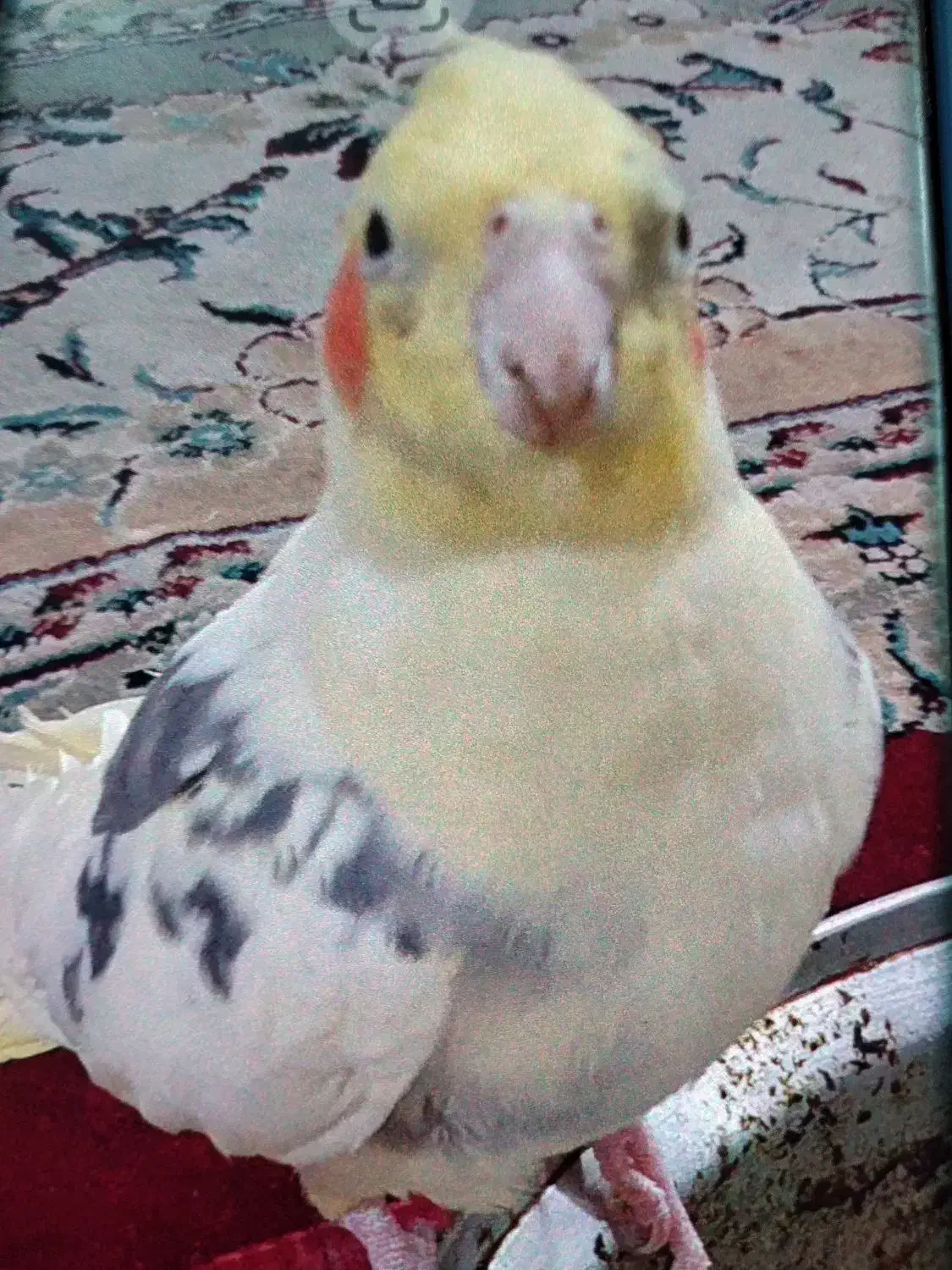 عروس هلندی پرواز کرده|حیوانات|اهواز, کیانشهر|دیوار