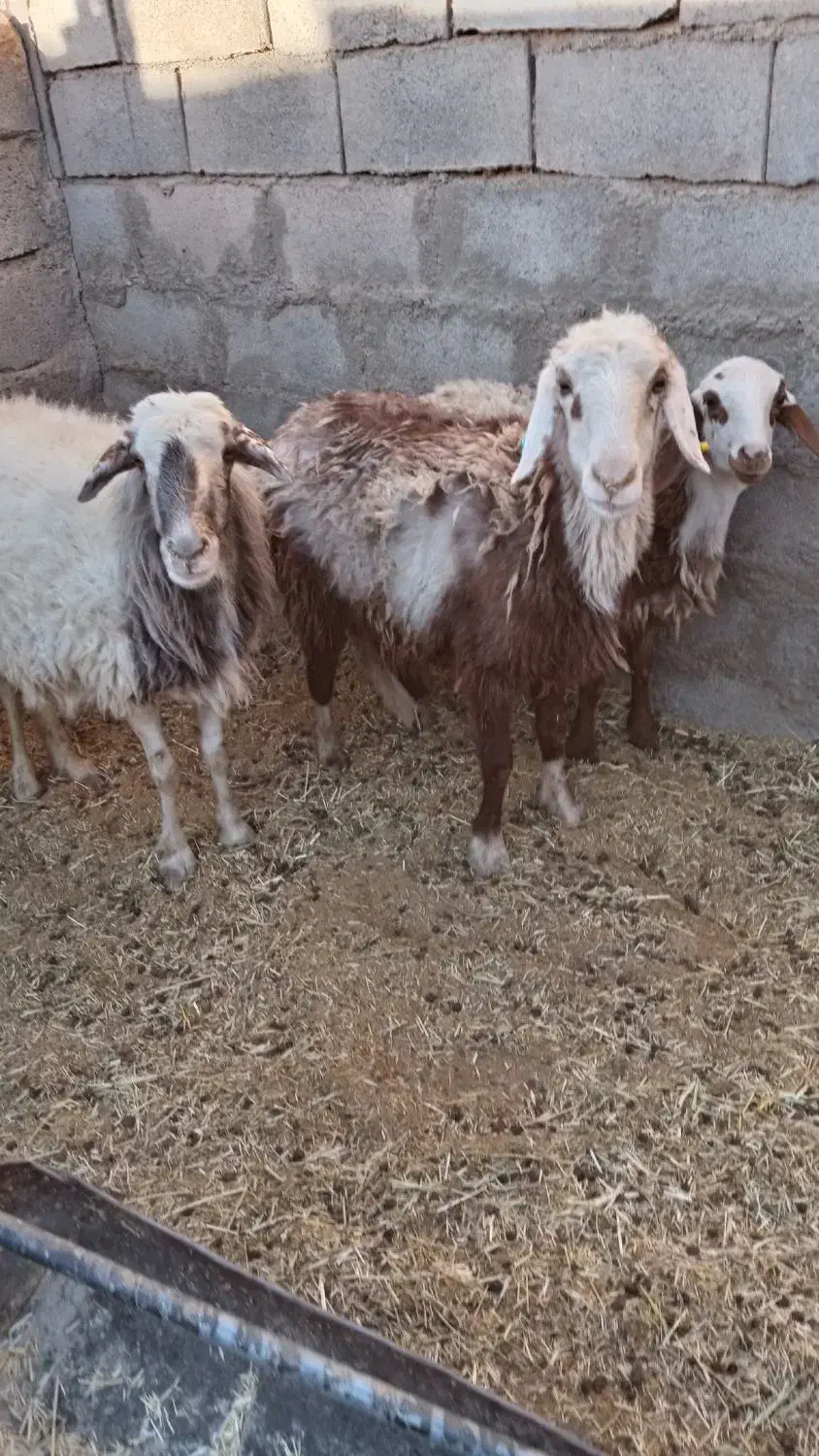 دوعدد میش زایده|حیوانات مزرعه|سرایان, |دیوار