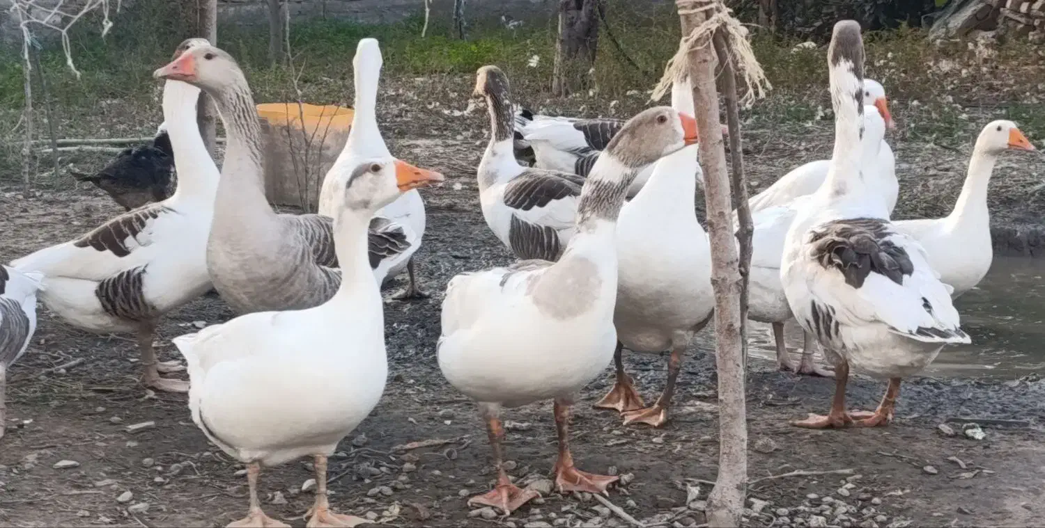 غازهای نر بزرگ|حیوانات مزرعه|سیمین شهر, |دیوار