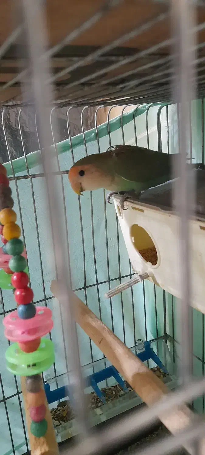 طوطی برزیلی جفت|پرنده|فردیس, شهرک ارم|دیوار