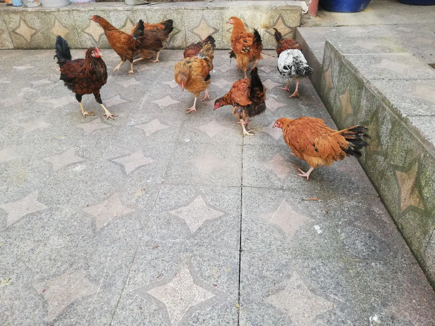 مرغ و خروس|حیوانات مزرعه|شیرگاه, |دیوار