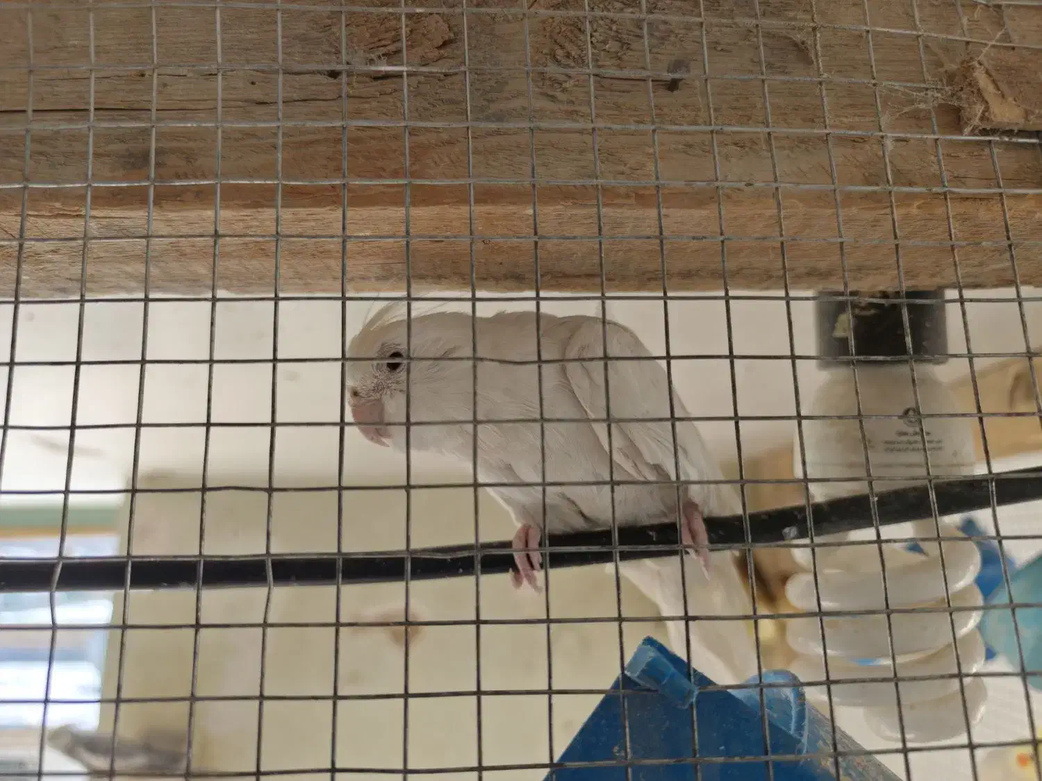 عروس هلندی مولد|پرنده|بابا حیدر, |دیوار