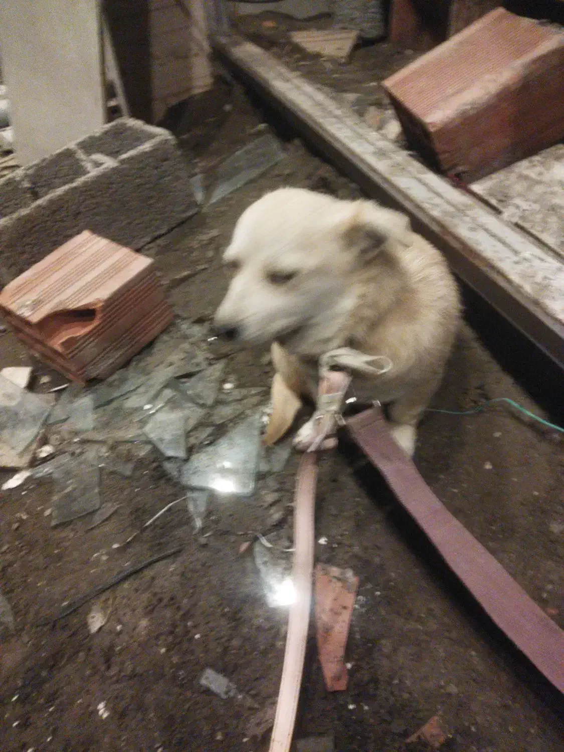 شخصی|سگ|آستارا, |دیوار