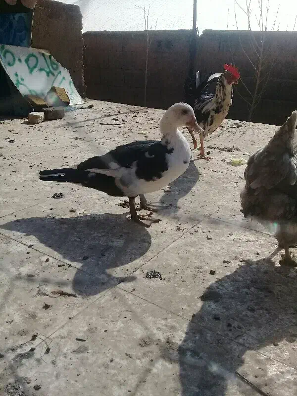 اردک اسراییلی|حیوانات مزرعه|ماهدشت, |دیوار