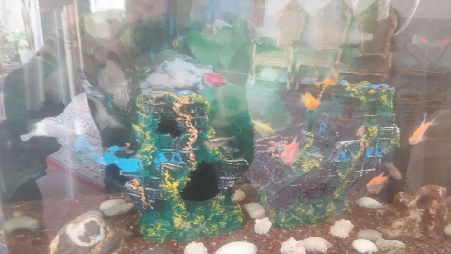 اکواریم با ماهی|ماهی|یزد, |دیوار