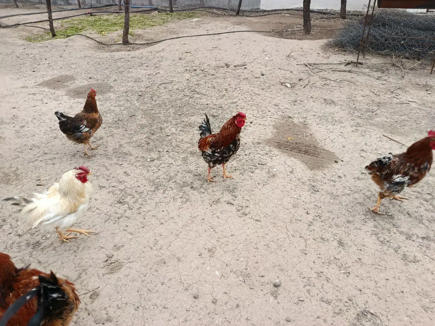 خروس محلی|حیوانات مزرعه|محمدیه-قزوین, |دیوار