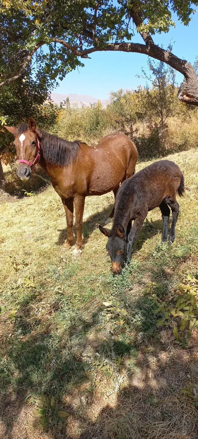 اسب مادیان|اسب و تجهیزات اسبسواری|میانه, |دیوار