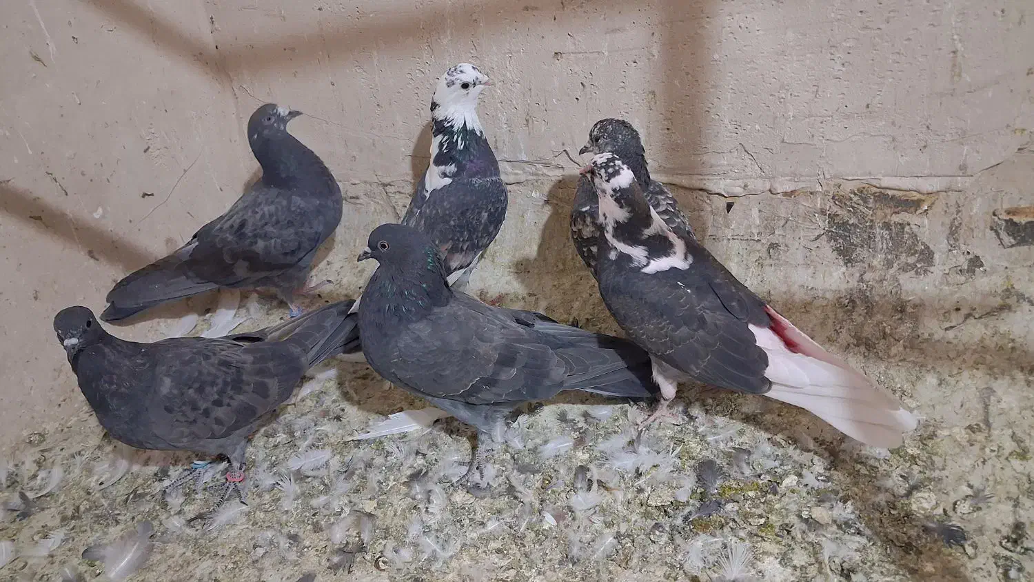 کبوتر پرشی ۴ عدد جوجه|پرنده|قم, نوبهار|دیوار