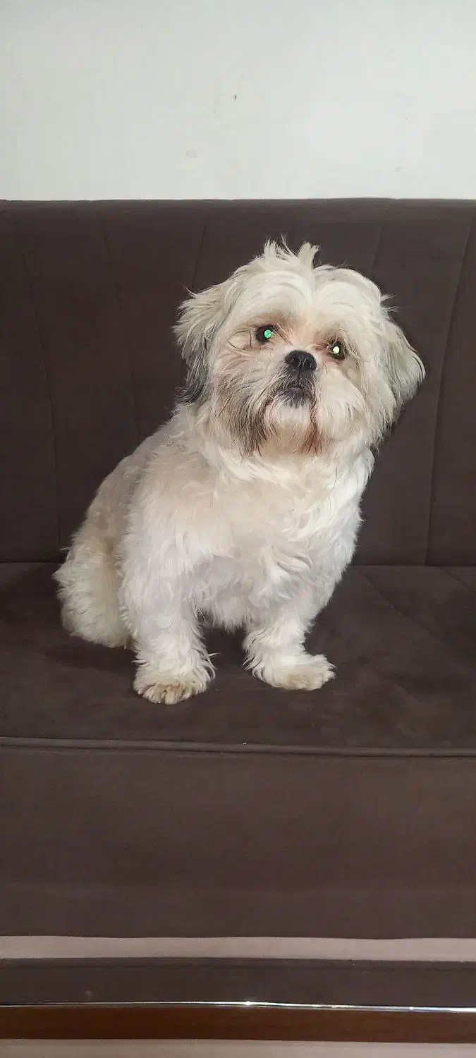 سگ اشپیتز|سگ|خرم‌آباد, |دیوار