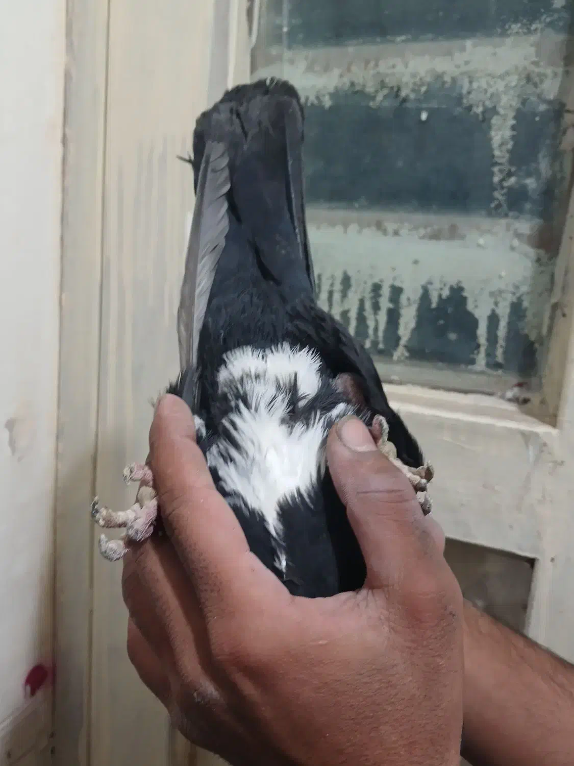 دوتا کفتر ی زاغ دم سفید ی پلنگ|پرنده|کرمان, |دیوار