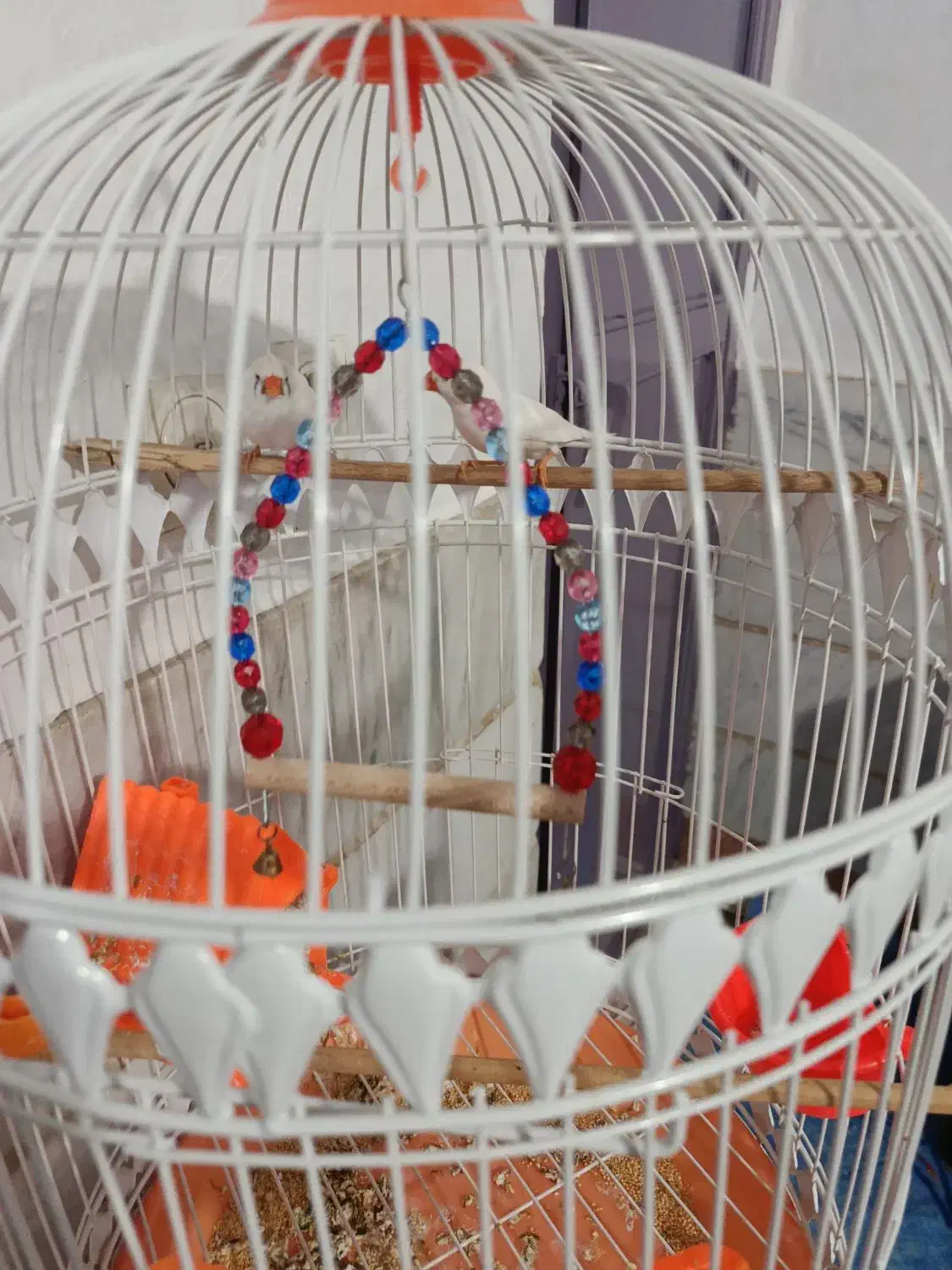 یک جفت فنچ سفید همراه باقفس|پرنده|پاکدشت, پاکدشت (مامازند)|دیوار