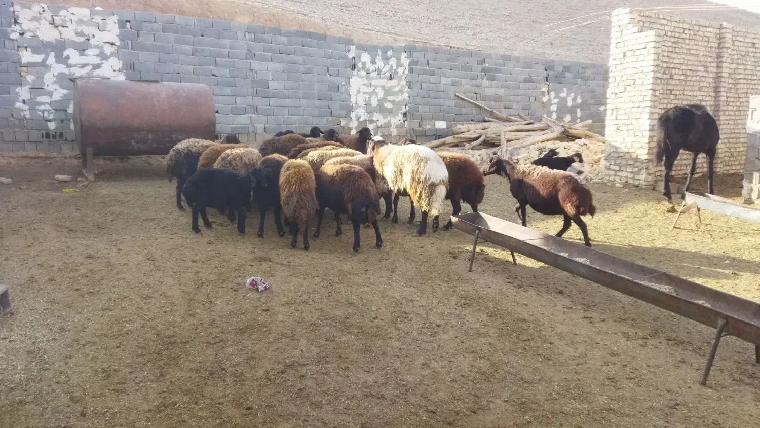 ۲۳عدد میش افشاری جوان درجه یک|حیوانات مزرعه|بجنورد, |دیوار