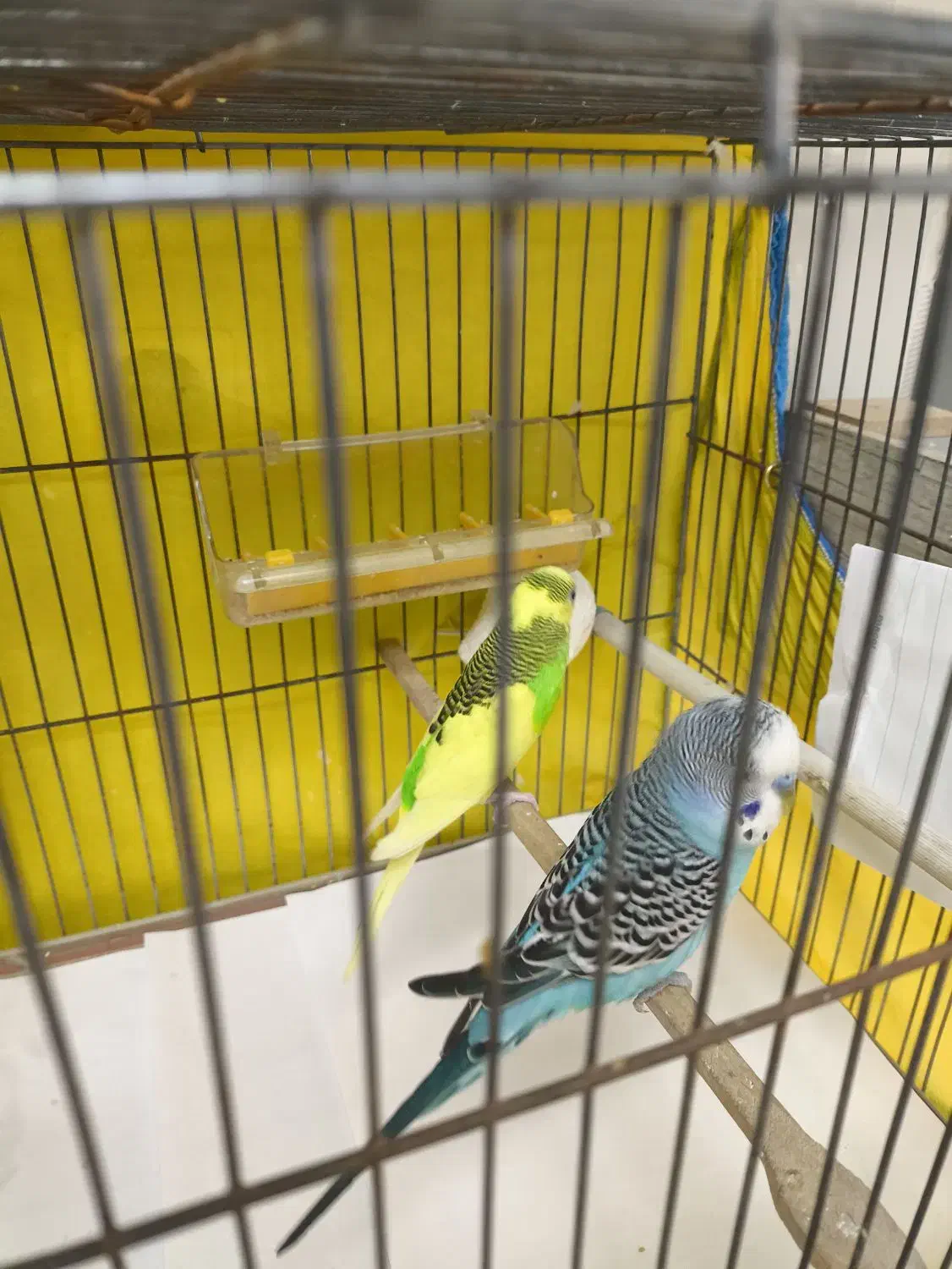 مرغ عشق|پرنده|تهران, فلاح|دیوار