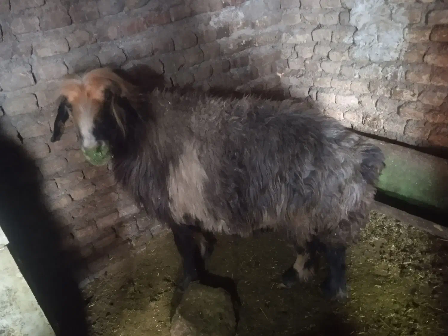 میش جوان|حیوانات مزرعه|کوهرنگ, |دیوار