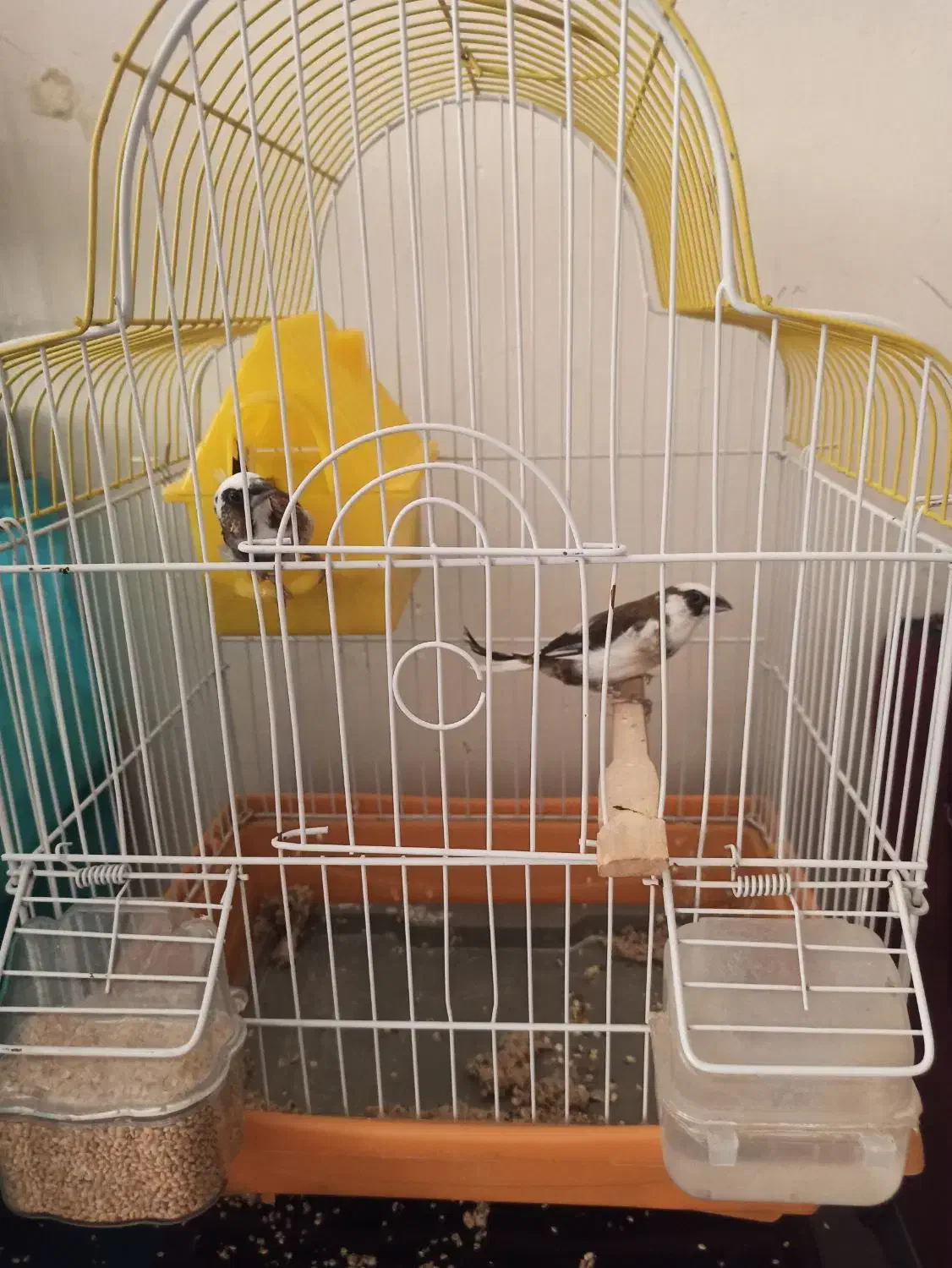 عروس هلندی و فنچ|پرنده|ایوان, |دیوار