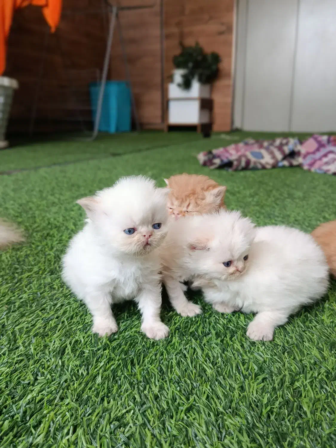 فروش گربه|گربه|بوکان, |دیوار