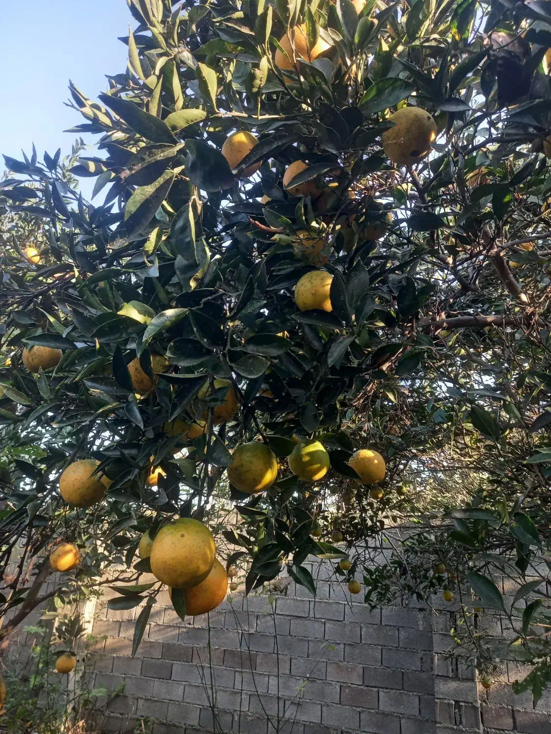 فروش میوه پرتقال سر درختی|خدمات باغبانی و درختکاری|دابودشت, |دیوار