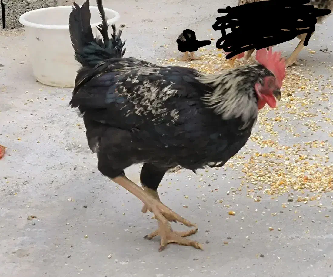 مرغ وخروس دونه ای ۳۹۰|حیوانات مزرعه|چمران, |دیوار