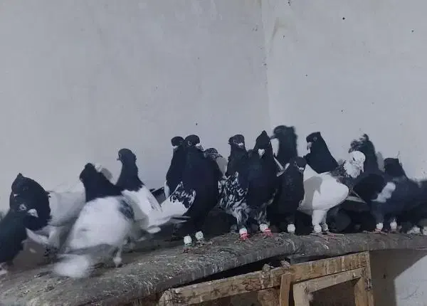 کبوتر کله و سینه. به شرط|پرنده|دره شهر, |دیوار