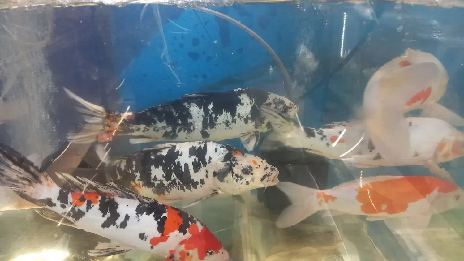 کوی مولد|ماهی|اصفهان, باب الدشت|دیوار