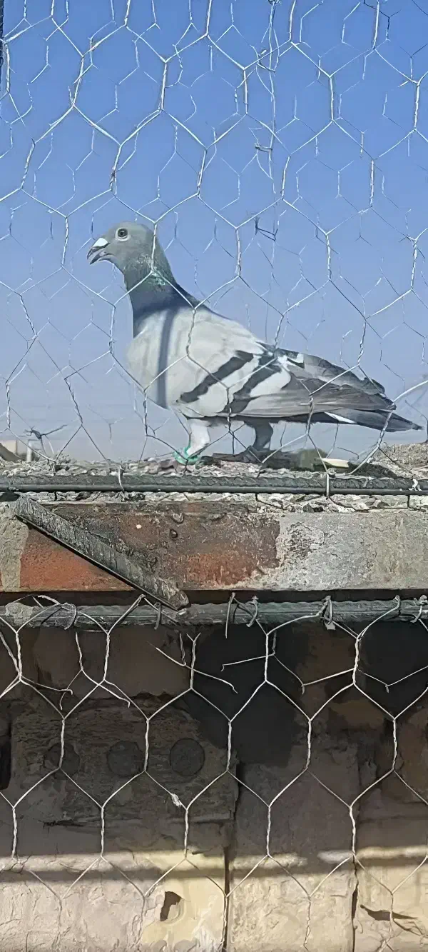 فرش طرح کبوتر|فرش|گناباد, |دیوار