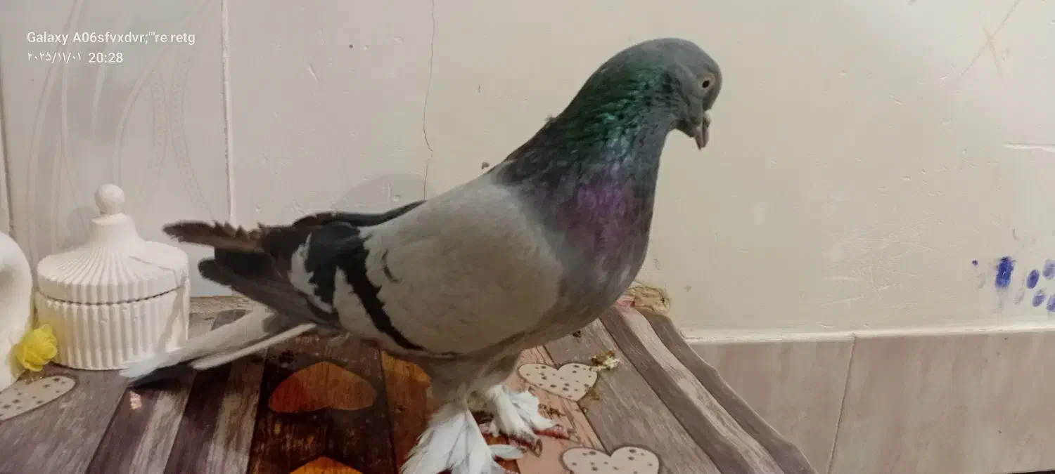 فروشکبوترکچیدمسفید|پرنده|کیار, |دیوار