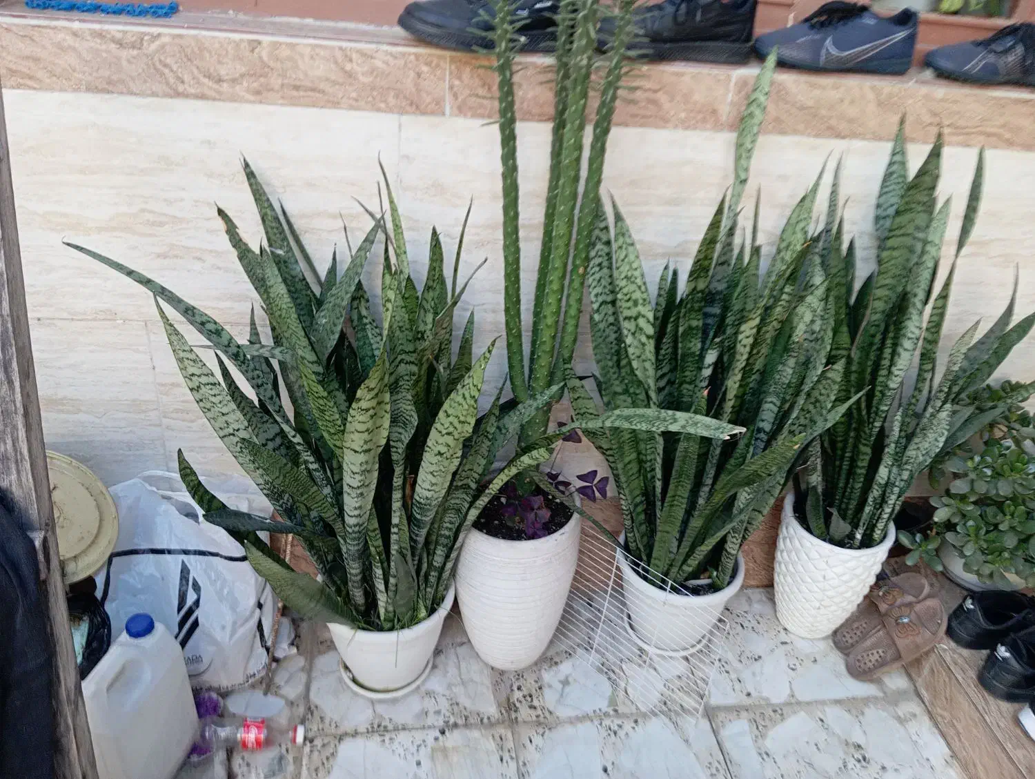 انواع گل|گل و گیاه طبیعی|رشت, قاسمیه|دیوار