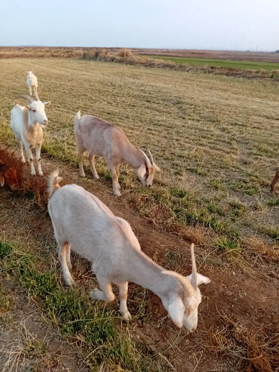 ۳عددبز (سانان) آبستن|حیوانات مزرعه|سبزوار, قصبه شرقی|دیوار