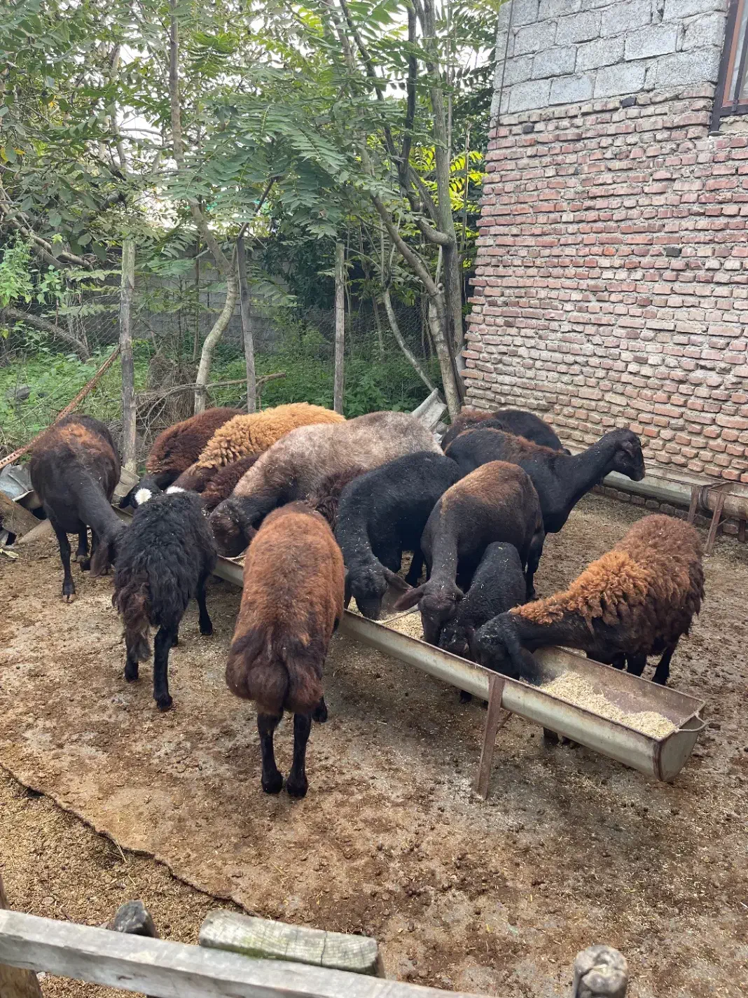 فروش گوسفند افشاری|حیوانات مزرعه|قائم‌شهر, |دیوار