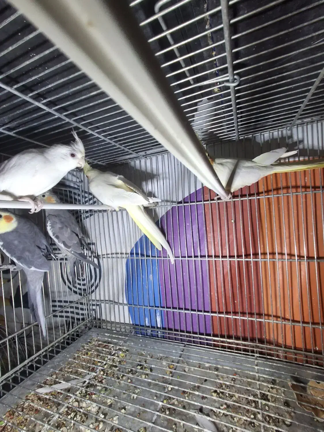 عروس هلندی|پرنده|قم, سراجه (۱۵ خرداد)|دیوار