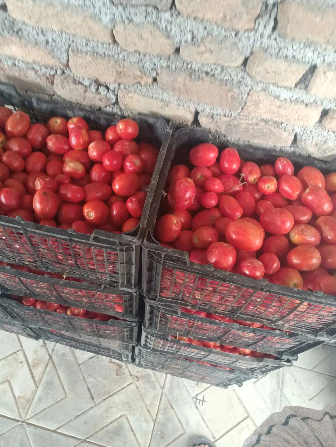 گوجه|خدمات باغبانی و درختکاری|کبودرآهنگ, |دیوار