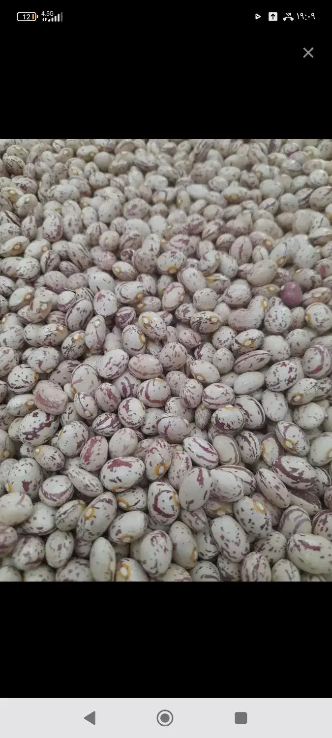 لوبیا چیتی|عمدهفروشی|کردیان, |دیوار